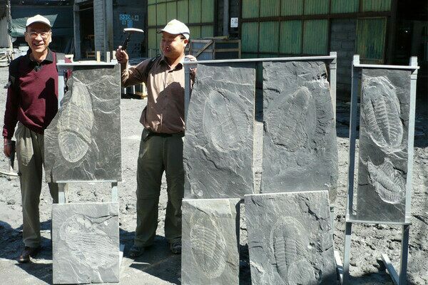 Giant Ordovician trilobites from the Canelas quarry in Portugal.